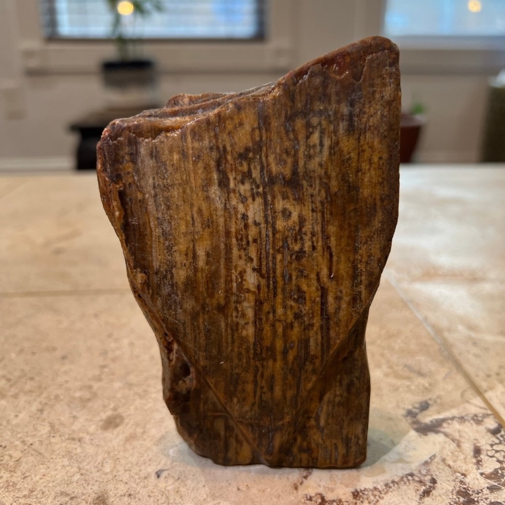 petrified wood
